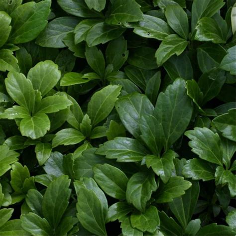 Few ground covers can match japanese pachysandra (pachysandra terminalis) for toughness and versatility. Pachysandra terminalis 'Green Carpet' - a very small shrub ...