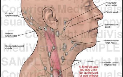 What are cervical lymph nodes? Anatomy Of Throat Glands Anatomy Neck Lymph Nodes Human in ...