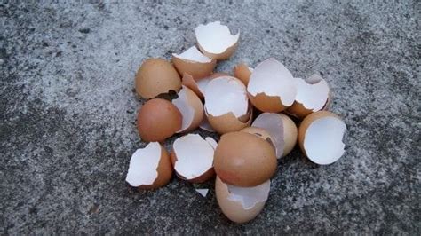 Statement of the problem the main problem of the study is focused on the effectiveness of chicken eggshell as a substitute for chalk. How to make your own eggshell chalk - Kidspot