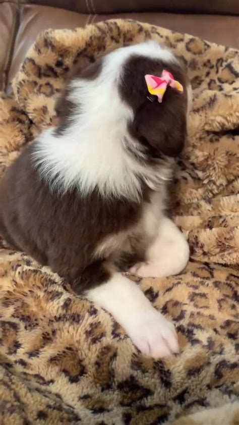 Collie rough breeders in australia and new zealand. Belle Rouge Aussies - Pet Breeder | Facebook - 230 Photos