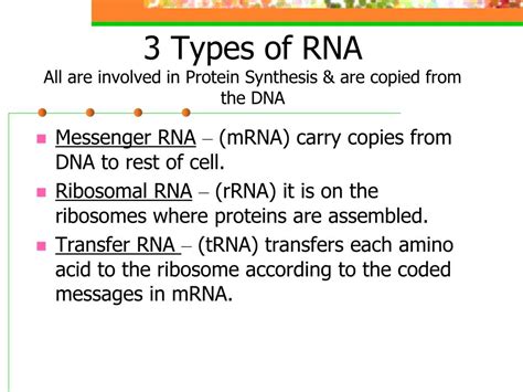 Dna contains the instructions needed for an organism to develop, survive next, the information contained in the mrna molecule is translated into the language of amino acids. PPT - DNA, RNA, and Protein Synthesis PowerPoint ...