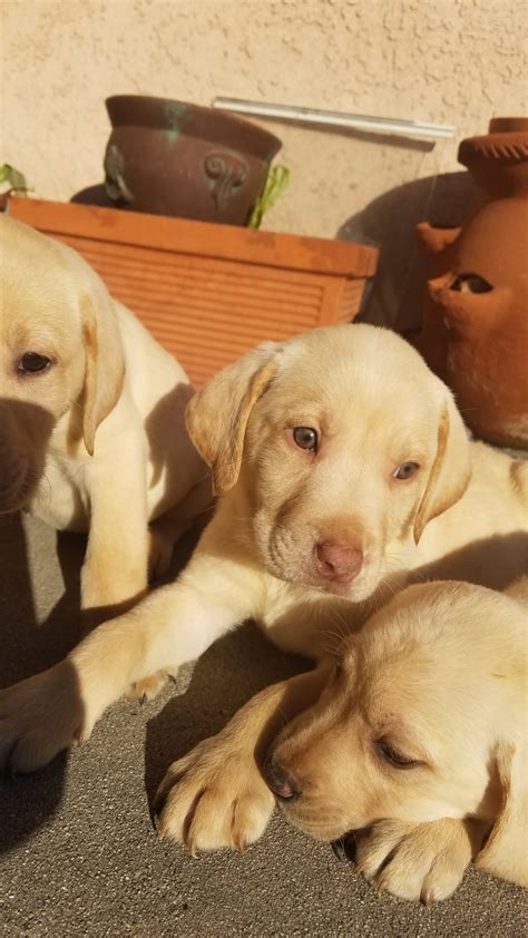 All pups are sold with limited registration. Labrador Retriever Puppies For Sale | El Monte, CA #291527