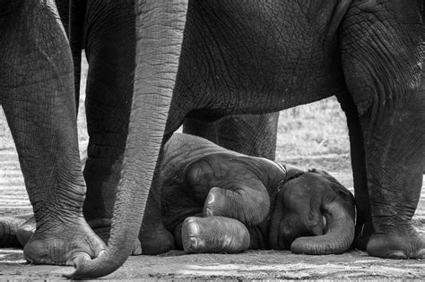 There are plenty of family fun in okc! The baby elephant at Oklahoma City Zoo sleeping. | Baby ...