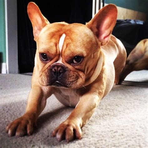 French Bulldog (With images) | French bulldog