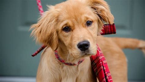 Chili and deet's red american 6 week old puppies. Golden Retriever Puppies: Cute Pictures And Facts ...