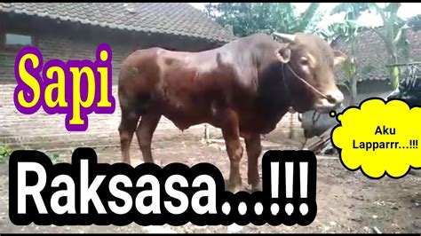 Maybe you would like to learn more about one of these? Sapi Raksasa - YouTube