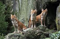 zoo bronx wild dogs pack