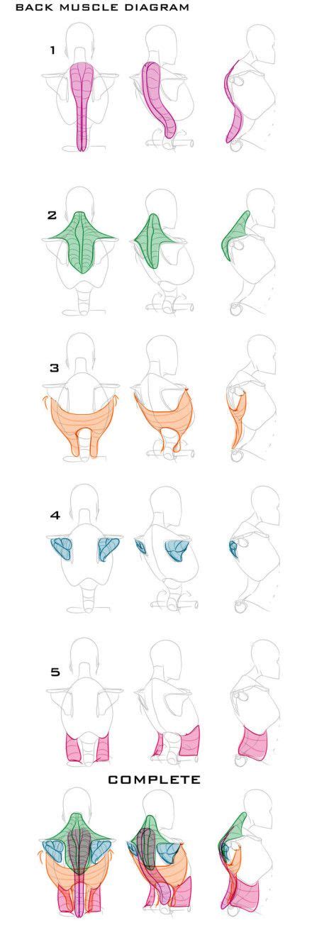 There is a complex group of back muscles that work together to support the spine the superficial and intermediate back muscles are extrinsic muscles. Pin by Grégoire Buffet on dessin | Anatomy drawing, Drawing reference, Anatomy sketches