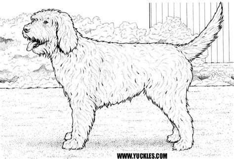 Free coloring pages of goldendoodle puppies. Goldendoodle Puppy Coloring Pages Coloring Pages