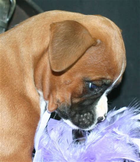 We are a nonprofit organization run solely on donations, and all donations are blue ridge boxer rescue has many wonderful boxers available for adoption. Red and white marked female Boxer Puppy FOR SALE ADOPTION ...