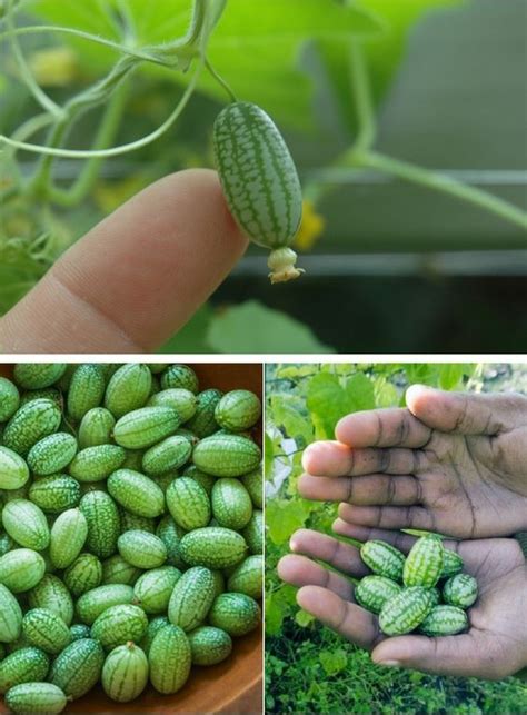 How to repot a small cactus, propagation. How To Grow Cucamelons - The Coolest And Tastiest Fruit ...