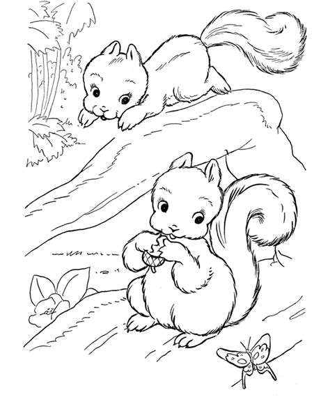 The first page has the species name on it, and the second is left blank. Squirrel Coloring Pages For Preschool - Coloring Home