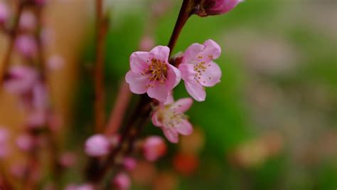 If you are interested in wholesale fruit trees or custom grafting, Fruit Trees: Yielding Beauty and Flavor | Coastal Maine ...