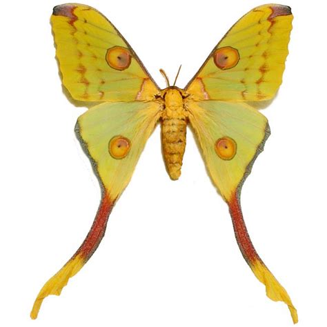 Molte specie, soprattutto nel genere charaxes, hanno le ali dotate di lunghe code; Argema Mittrei female- Madagascar Moon Comet Moth | Real ...