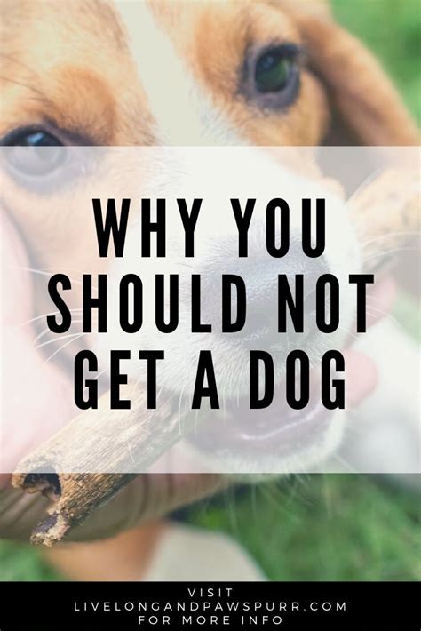 Having a dog makes you more awesome! 6 Reasons Why You Should Not Get a Dog | Pets, Dogs, Dog care