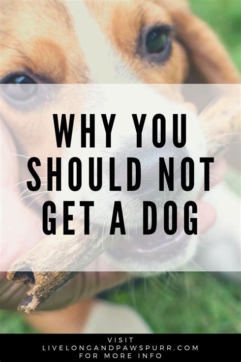 Having a dog makes you more awesome! 6 Reasons Why You Should Not Get a Dog | Pets, Dogs, Dog care