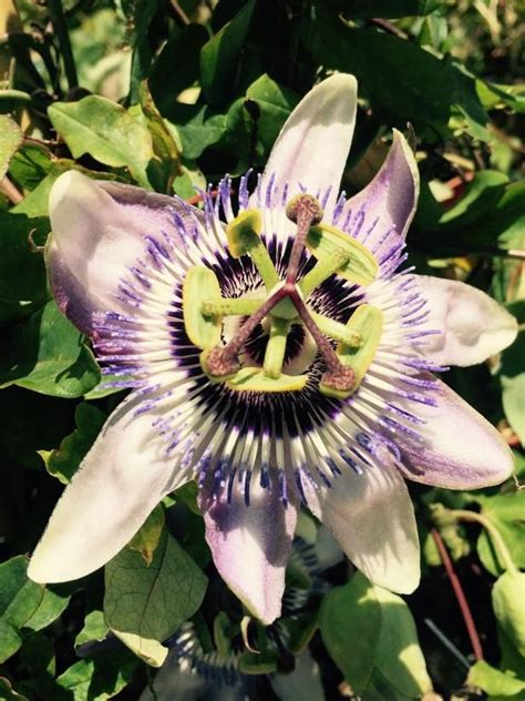 We did not find results for: Passionflower 'Lambiekins' | Passion flower, Flowering ...