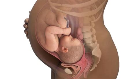 في الأسبوع الرابع من الحمل تتطور خلايا الأنسجة الهامة التي تدعى الأرومة الغاذية trophoblast والتي تربط بينك وبين الجنين. متاعب الشهر الثامن من الحمل وطرق تفاديها