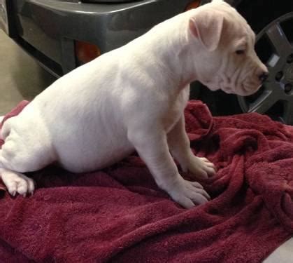 Local ads by owners and breeders. Blue Pitbull puppies for sale in VA for Sale in Colonial Heights, Virginia Classified ...