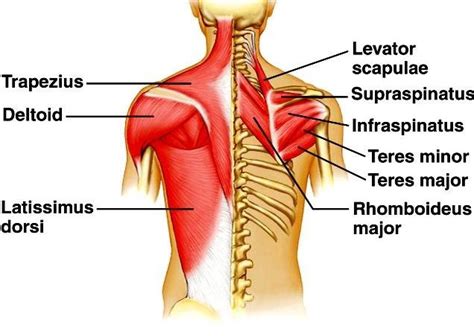 Your back consists of a complex array of bones, discs, nerves, joints, and muscles. Back muscle anatomy, types, structure, importance & names ...