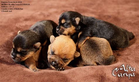 There are 0 available norwich terriers for adoption in virginia. Norwich Terrier 2018 LITTER #1 - Dog breeding Norwich Terrier