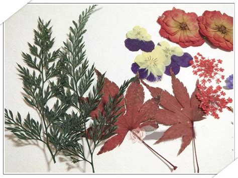 Slike na platnu sa motivima cveća mogu izgledati potpuno neobično na vašem zidu. Slike Od Presano Suhoo Cvece - Cvetni Vrt Galerija - Sada ...