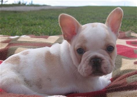 A new puppy can be one of the happiest moments in a person's life. Monicea: French Bulldog Puppies Kansas City