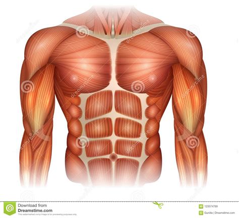 External oblique, internal oblique, and transverse abdominis, supplemented in front on each side of the midline by rectus abdominis. Muscles of the torso stock vector. Illustration of athlete ...