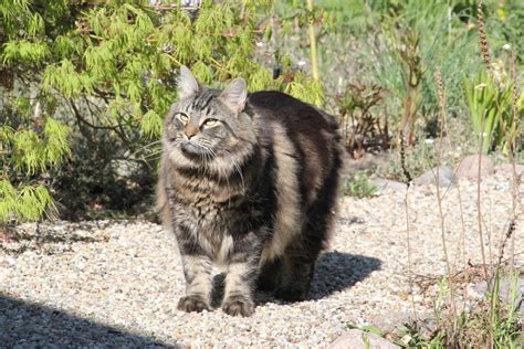 Sie schmusen gerne mit uns, massieren und spielen auch gerne mal psychologe. Heute ist Weltkatzentag Foto & Bild | natur, katzen, tiere ...