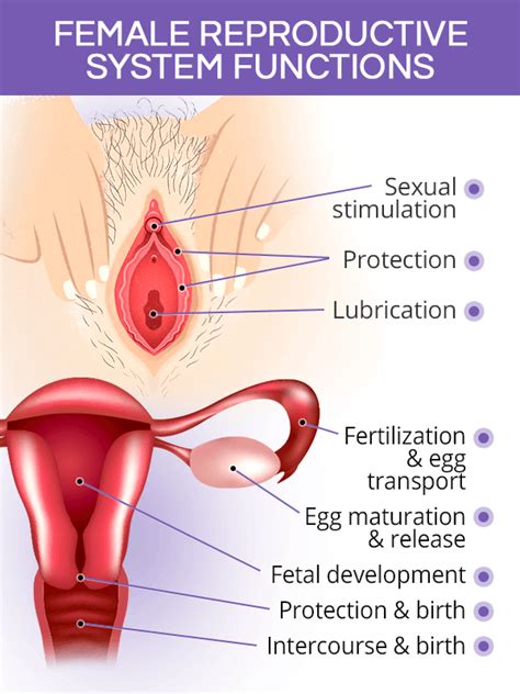 The female body is pretty sexy, but sometimes it doesn't get enough attention! Female Reproductive System: Parts & Functions | SheCares