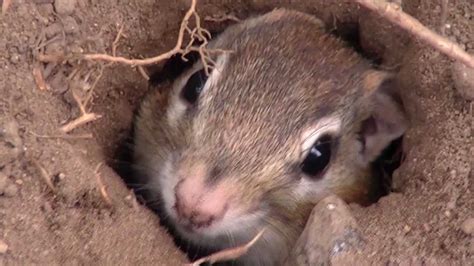 Chipmunks may look cute when you first spot them in your yard, but they can be a nuisance when they start borrowing in your lawn and ruining your garden. maxresdefault.jpg