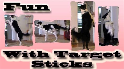 Training your cat is a great way to bond with your pet, and a fun way to keep your cat activated and entertained, and make him work for his treats. FUN with Target Sticks: Clicker Dog Training - YouTube