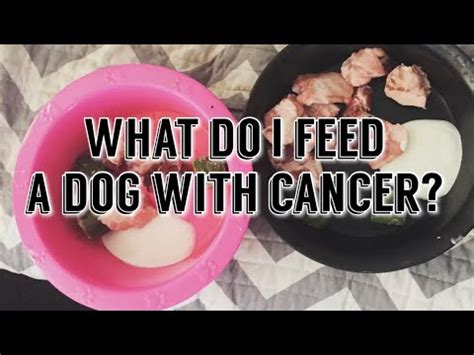 Besides the food recommended by her vet, sember routinely feeds raw fruits and vegetables, usually organic, to her dogs. RAW, KETO & HOMECOOKED DIETS FOR DOGS - YouTube