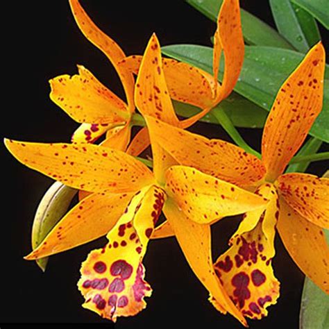 It is seated in a square ceramic. Cattleya Cahuzacara Jairak Stardust is a hybrid cattleya ...