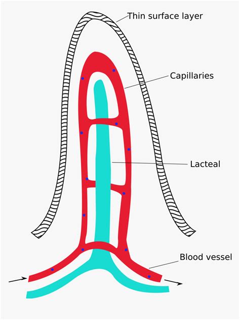 Arteries, arterioles, capillaries, venules, and veins. 31 Blood Vessels Diagram To Label