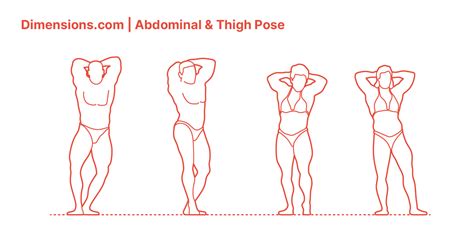 Smooth muscles can contract slowly. Abdominal & Thigh Pose Dimensions & Drawings | Dimensions.com