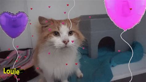 We did not find results for: Valentines Cats 2020 - Swansea Cats Protection - YouTube