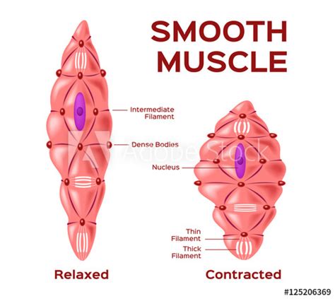 Smooth muscles in the gastrointestinal or gi tract control digestion. smooth muscle cell vector . anatomy . relaxed and ...