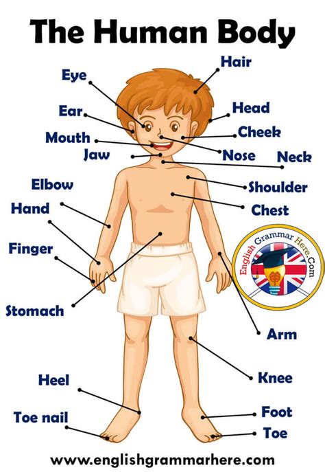 Maybe you would like to learn more about one of these? Parts of Human Body, Definition and Examples - English ...