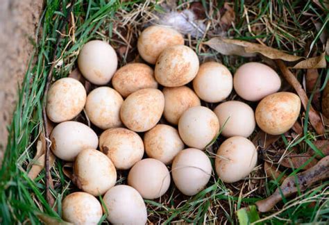 Telur ayam mutiara menetas berapa hari. √ Ayam Mutiara | Sejarah, Jenis, Kelebihan, Mitos, Khasiat ...