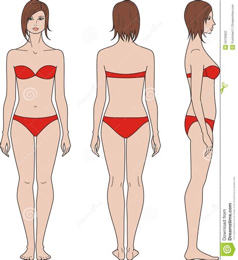 Human organ diagram back and front view above shows you the unlabeled version of the 3d organ diagram. Female Figure Stock Vector - Image: 53130922