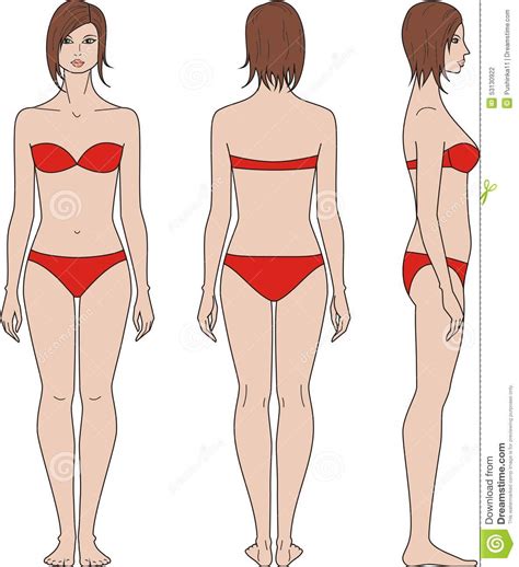 Human body outlines are available for pdf format. Female Figure Stock Vector - Image: 53130922