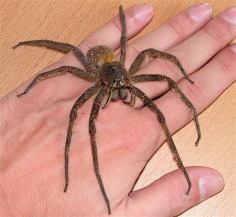 Brazilian wandering spiders are the most venomous spiders on the planet. Brazilian Poisonous & Venomous Snakes and Spiders in ...