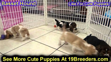 There are 698 ibizan hound for sale on etsy, and they cost $18.43 on average. Basset Hound, Puppies, For, Sale, In, Billings, Montana ...