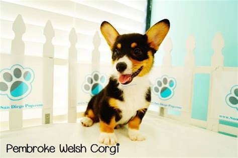 It's almost twice as big as its original height. Pin by San Diego Puppy on Tuesday Puppies 8.7.2013 | Corgi, Pembroke welsh corgi, Pembroke welsh ...
