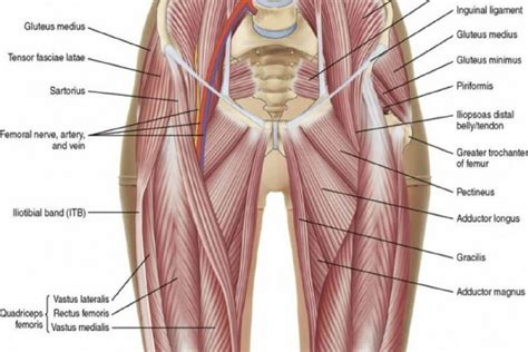 When you lift your thigh toward the plural groins simply refers to the groin of the left leg and that of the right leg, taken together. Groin Muscles Diagram - 3