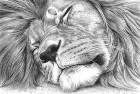 Lower back support is the more important part of upright sleeping; Lion sleeping | Lion drawing pictures, Animal drawings, Lion drawing