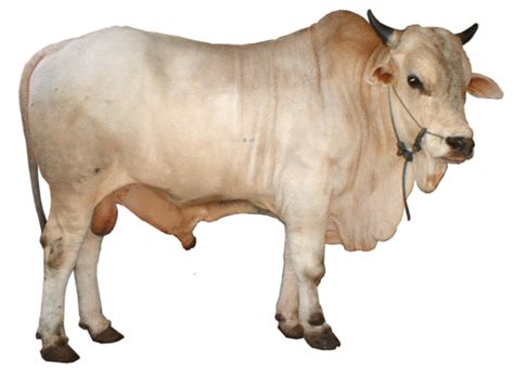 This file contoh surat permohonan hewan qurban.doc is hosted at free file sharing service 4shared. Contoh Surat Penawaran Sapi Qurban - Contoh Surat
