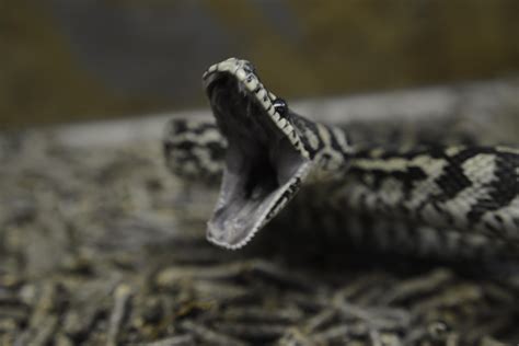 Big yawn! Zebra het axanthic carpet python 🐍 : snakes