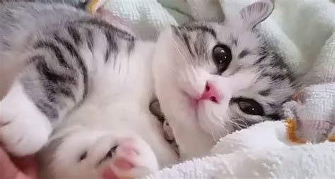 10 Kucing Lucu Sedunia, Manakah Yang Paling Lucu? - Kucing ...